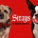 Strays